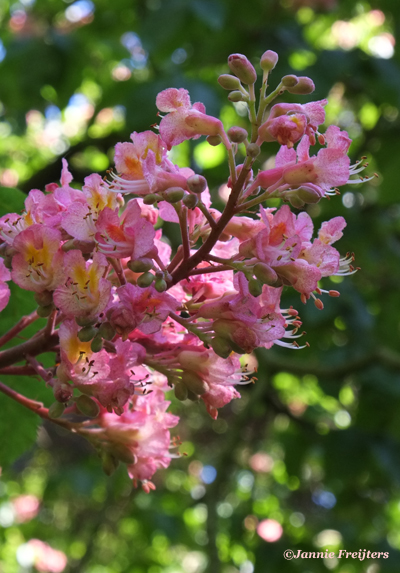 Bach remedie no. 25 - Red Chestnut Red Chestnut